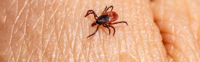 Не паниковать: когда после укуса клеща действительно нужно обращаться к врачу