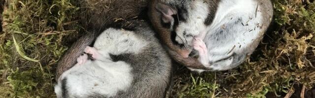 Ученые надеются реинтродуцировать в Эстонии садовую соню