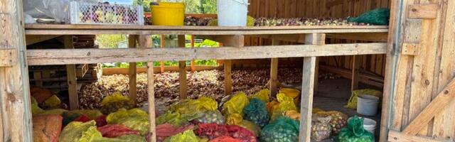 В этом году лук в Причудье уродился некрупным, но его много