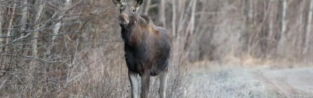 ВИДЕО фотографа-любителя из Ида-Вирумаа: лось лакомится весенними побегами