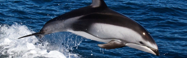У побережья Таллинна замечены дельфины из Атлантического океана