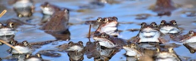 В Тарту из-за миграции лягушек вводят ночные ограничения на движение транспорта