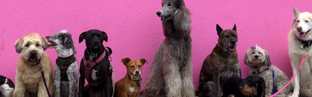 Собаки рождаются лучшими друзьями человека, а не становятся ими