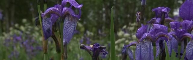 Болотный остров на озере Калли утопает в цветущих сибирских ирисах
