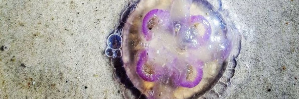ВИДЕО: на побережье в Латвии начали массово появляться медузы