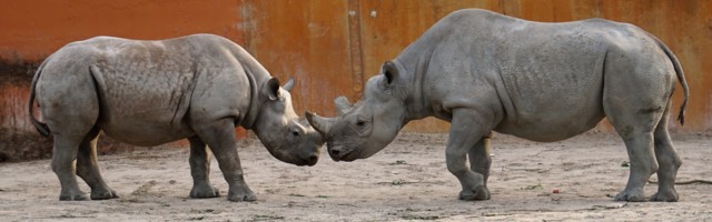 19 сентября в Таллиннском зоопарке – День носорога.