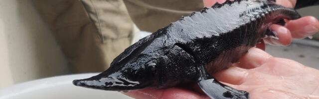 Осетры возвращаются Нарву: в реку выпустили почти 1000 рыб