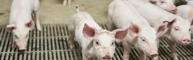 Карта вспышек АЧС: где в Эстонии зафиксировано больше всего заражений