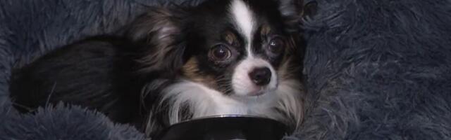 В Эстонии предлагают создать регистр лиц, которым запрещено иметь домашних животных