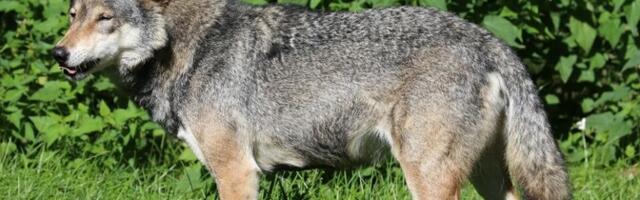 В Ляэнемаа охотники за девять минут застрелили трех волков