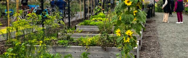 Таллинн в этом году снова поддержит проекты в сфере городского огородничества и окружающей среды