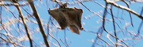 Президент без дела не сидит! Керсти Кальюлайд посетила место обитания белки-летяги