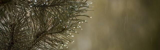 Прогноз погоды в Эстонии до четверга, 10 июля: дождливо и тепло