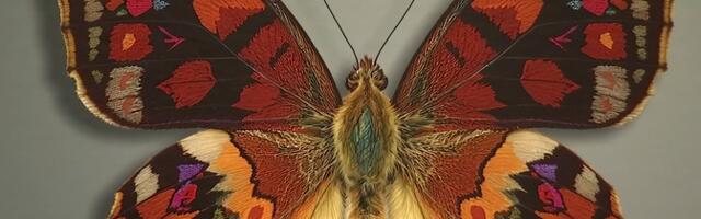Природа, народные костюмы и технологии: в Тарту открылась выставка Хейдметса "Народные бабочки"