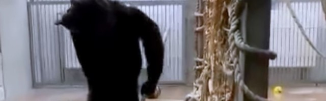 Шимпанзе в Таллиннском зоопарке подмела в своей клетке пол