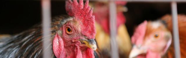 На Хийумаа обнаружили птичий грипп