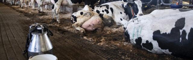 ТОП пищевой промышленности: лучшие компании показали быстрый рост