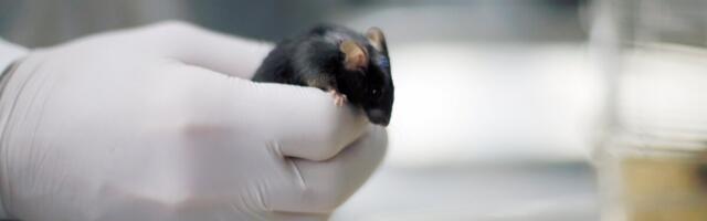 Эстонский ученый получил докторскую степень в Гарварде и основал стартап в США. «Построить компанию – это супертрудно»