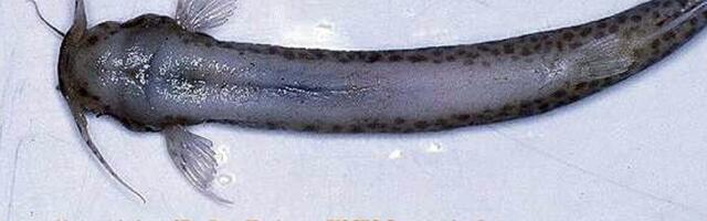 Правда ли, что в Амазонке обитает рыбка, способная попасть в мочевой пузырь и другие внутренние органы человека?