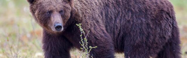 Медведи вышли из спячки: как вести себя при встрече в лесу