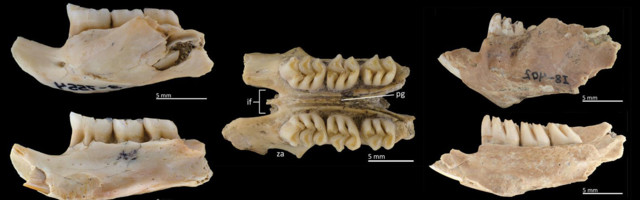 На Филиппинах нашли кости древних гигантских крыс, живших на деревьях