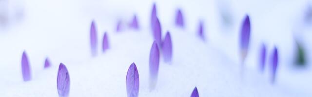 Будет ли нам тепло весной? Что говорят метеорологи