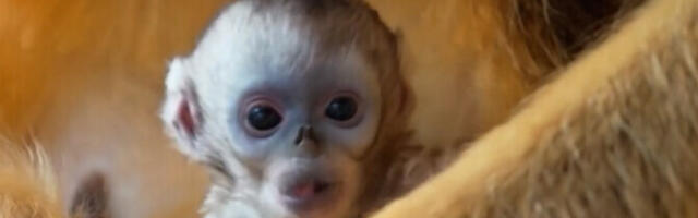 В бельгийском зоопарке родился детеныш золотистой курносой обезьяны