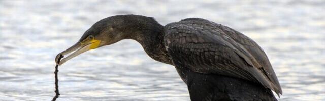 Исследование: прямой ущерб от деятельности бакланов на лов мережей является умеренным