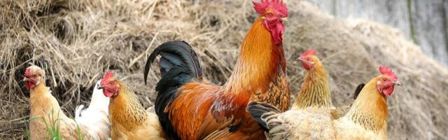 Тревога: в Харьюмаа выявлен птичий грипп у пяти кур и лисы