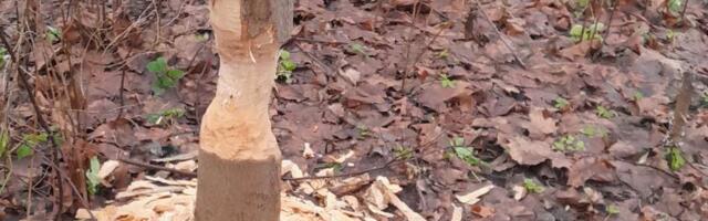 Бобры снова орудуют в Нарве