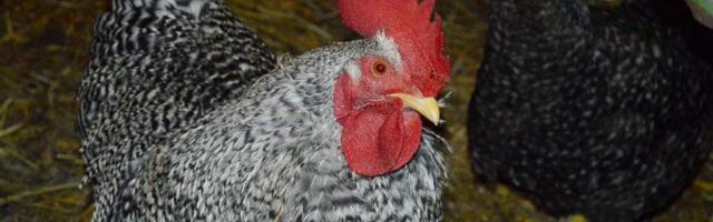 Дальше некуда? Сиротский суд занялся проверкой эмоционального состояния… кур?!