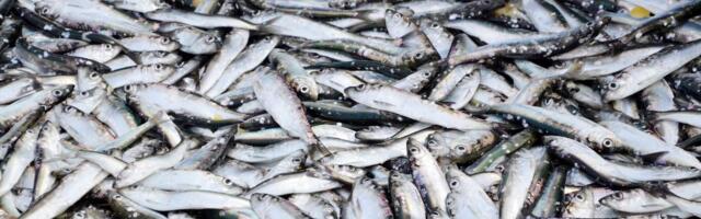 СРАВНЕНИЕ ЦЕН | На рынках полно свежих продуктов, но куда делась рыба?