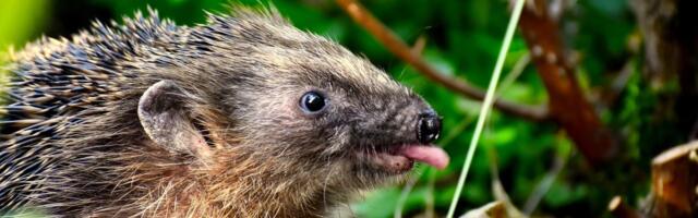 Эстонская ассоциация дикой природы ищет временные семьи для ежей