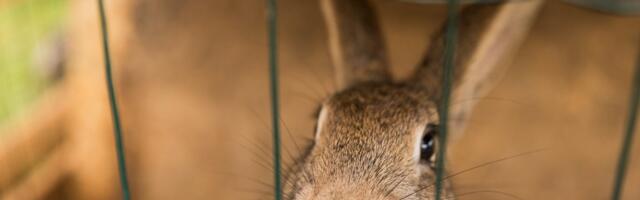 В пожаре погибли 9 кроликов и 40 кур