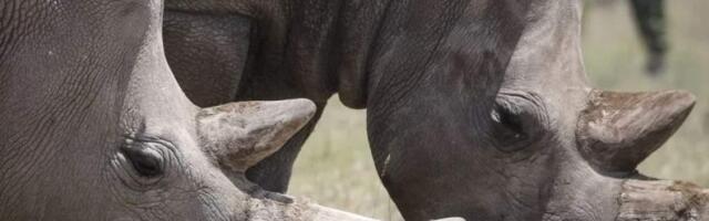 Заработали миллионы долларов на продаже рогов носорогов