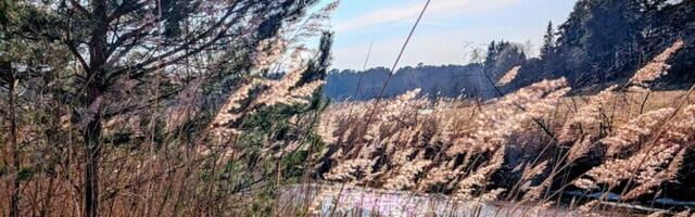 В воскресенье воздух в Эстонии прогреется до 12 градусов