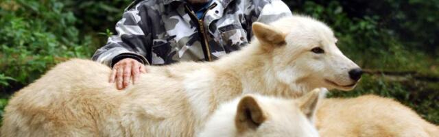 Вернер Фройнд, волки, заклинатель волков