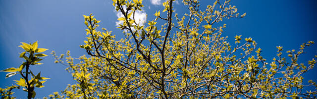 В понедельник переменная облачность, без осадков, +5...+12