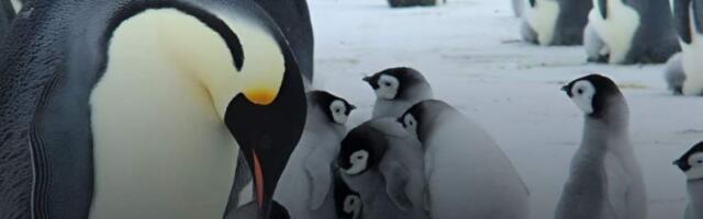 Айсберг стал причиной гибели 14 тысяч птенцов пингвинов