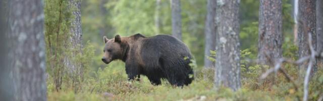 Маран: вмешательство в природу увеличило кормовую базу медведей, а значит, и численность