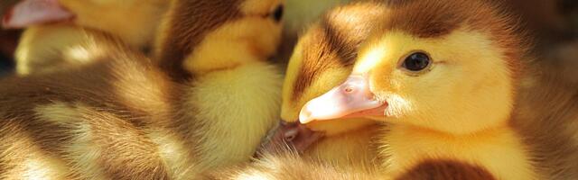 Agromix: гранулированный корм и упакованные кормовые компоненты