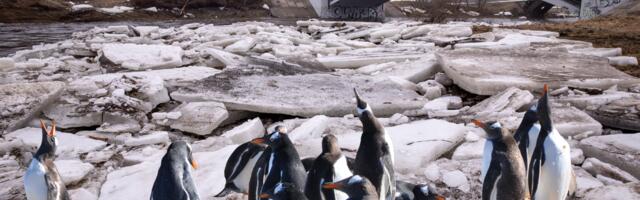В Таллинне замечены пингвины