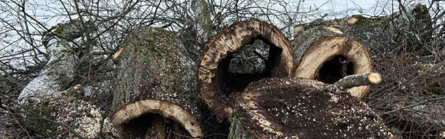 Нарвитяне обеспокоены: почему в городе массово вырубают и обрезают деревья