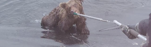 Из водоема в Кивиыли спасли двух медвежат