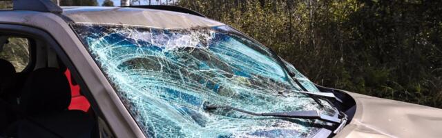 ФОТО | Лось на бегу врезался в лобовое стекло автомобиля, водитель доставлен в больницу