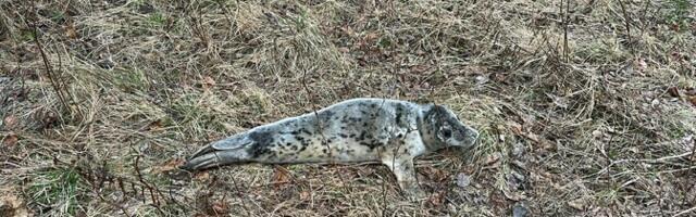 Спасатели помогли заблудившемуся тюленю вернуться к морю