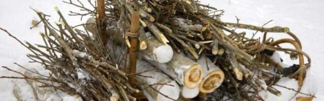 Собирать в лесу древесину для растопки можно, но платно