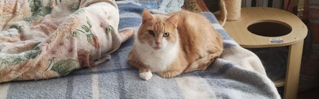 Зима без хозяев: как в Нарве спасают бездомных животных