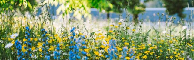 Вышло руководство по созданию биоразнообразного города «Зелёный или голый город?»