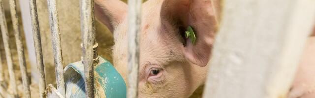  На ферме с почти 4000 животными выявлена африканская чума свиней 